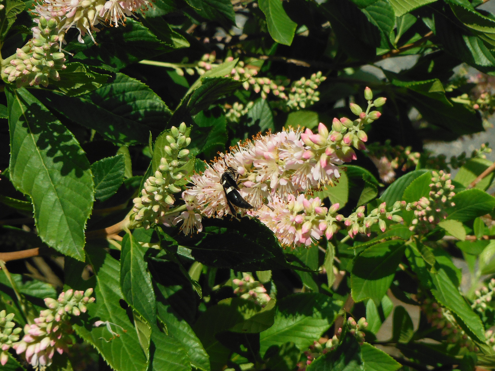 Fujifilm FinePix XP50 sample photo. Wasp on a flower photography