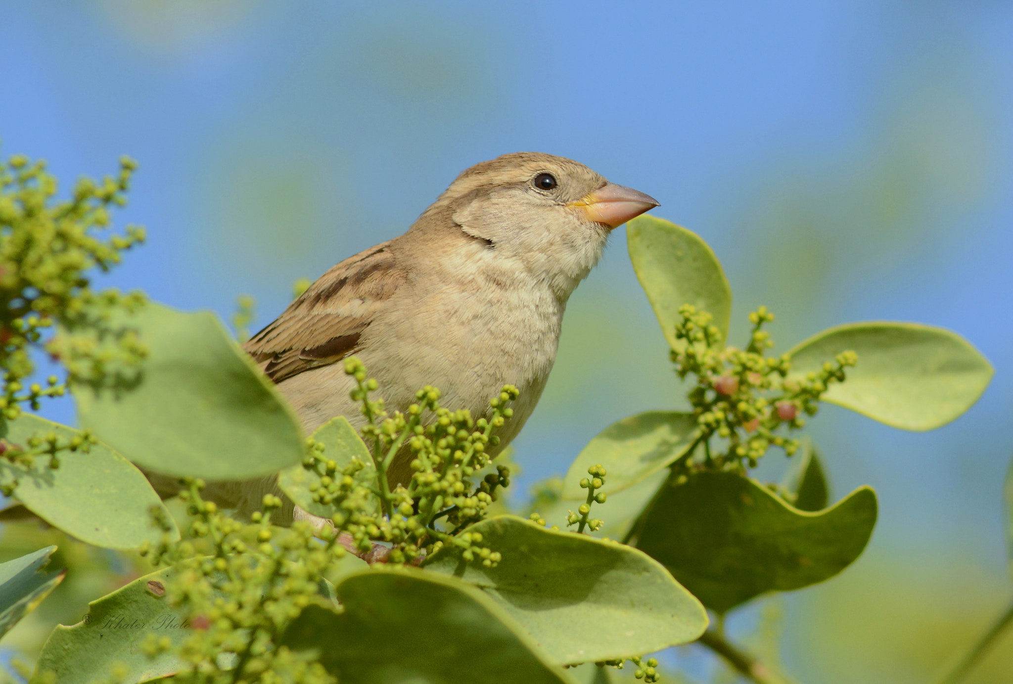 AF Nikkor 300mm f/4 IF-ED sample photo. Sparrow photography