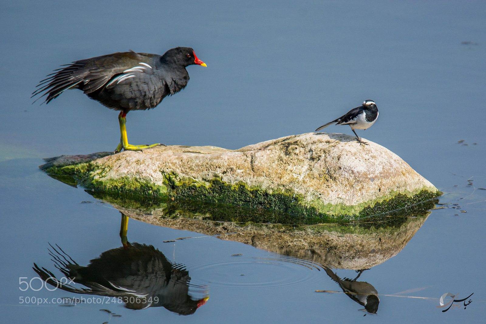Nikon D7100 sample photo. Common moorhen + white-browed wagtail photography