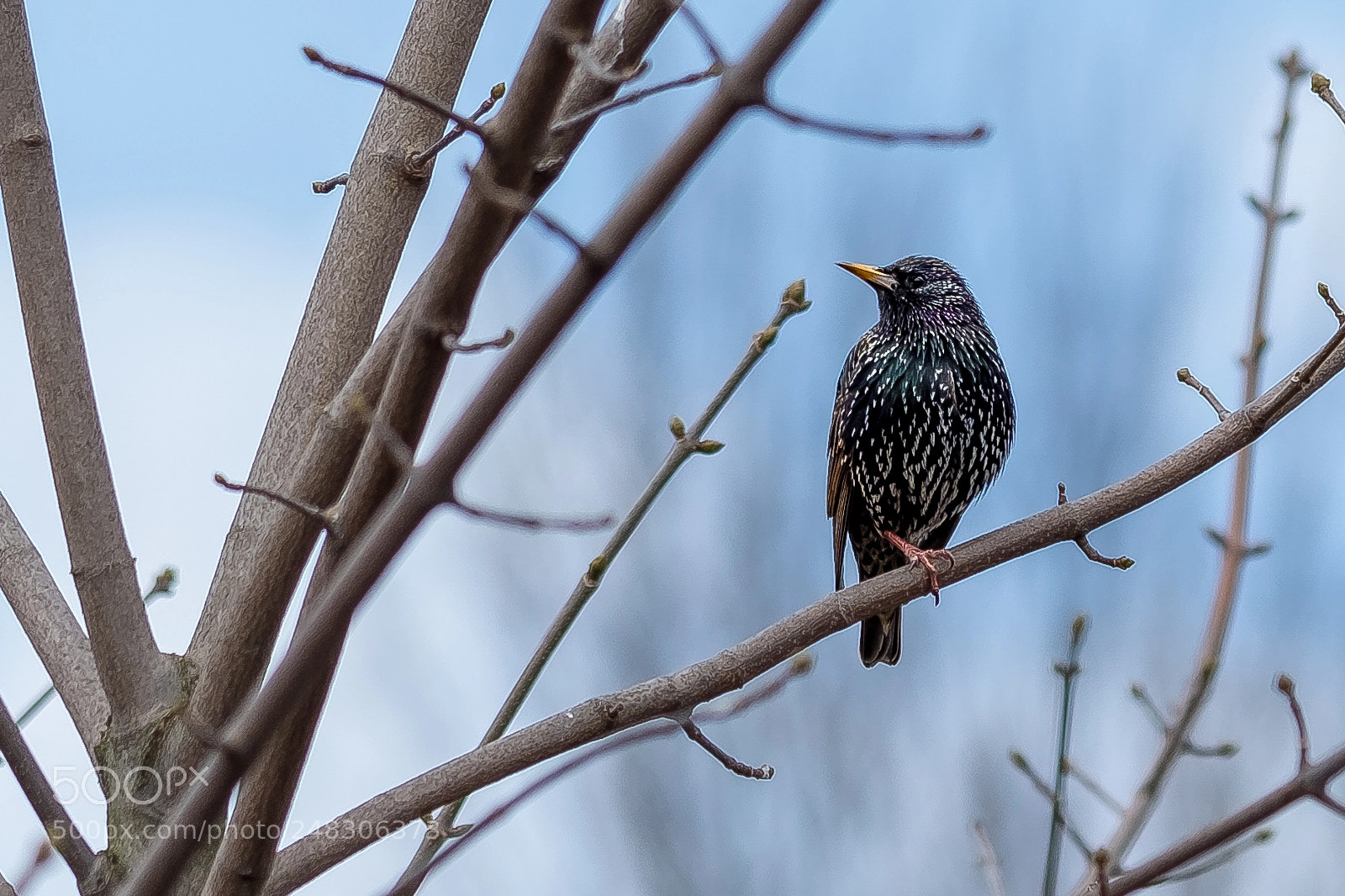 Fujifilm X-T2 sample photo. Bird on a branch photography