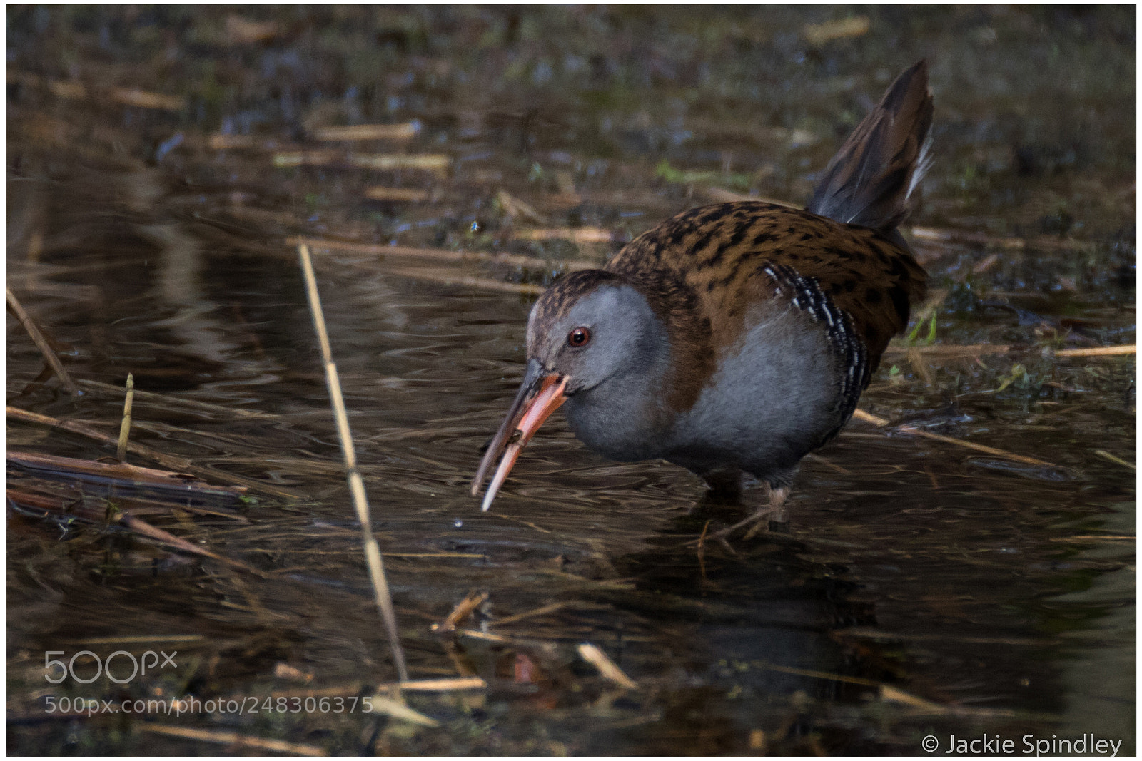 Canon EOS 7D Mark II sample photo. Water rail feeding photography