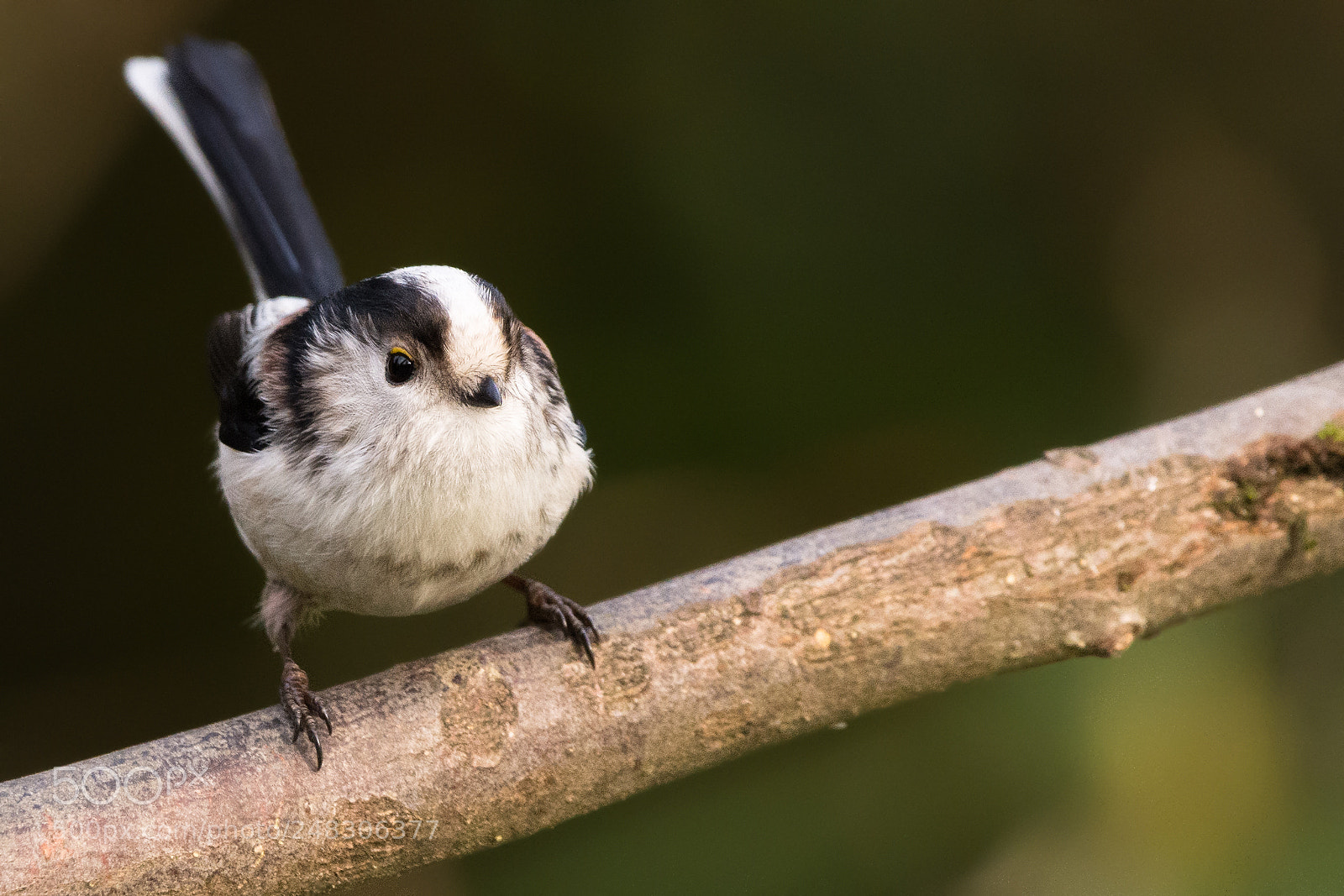 Nikon D7200 sample photo. Long-tailed tit on a photography