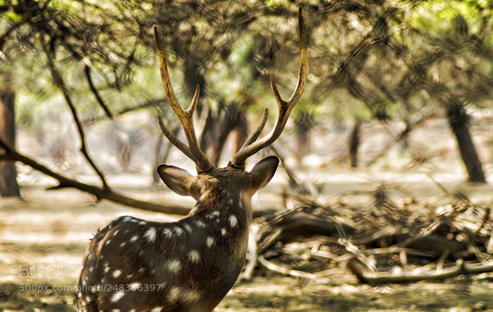 Nikon D3200 sample photo. A lone warrior. photography