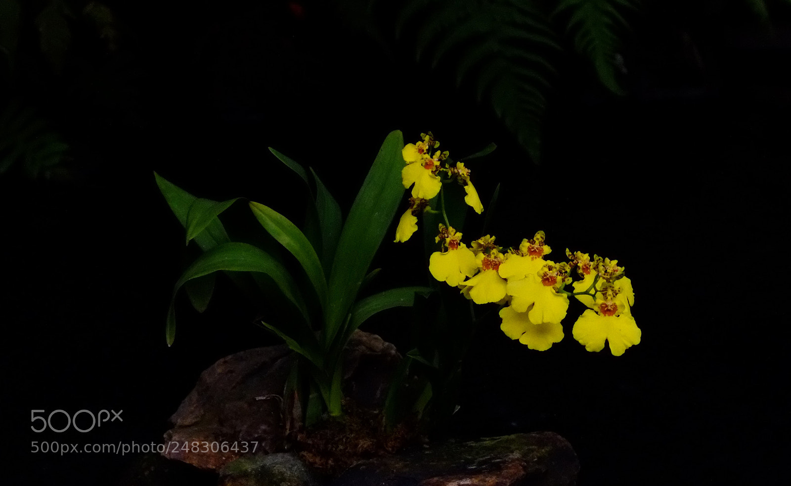 Fujifilm X-E1 sample photo. 文心兰 photography
