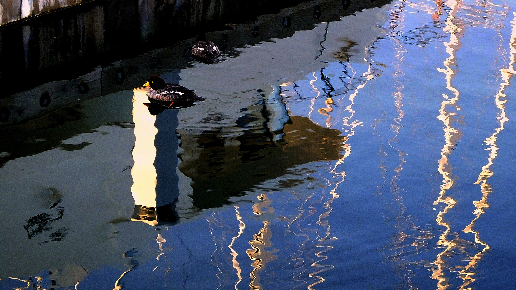 Fujifilm FinePix HS50 EXR sample photo. A bird on a pier is worth two in the water photography