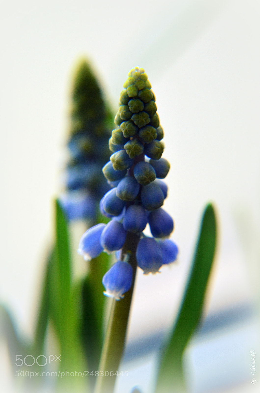 Nikon D5100 sample photo. Spring flower photography