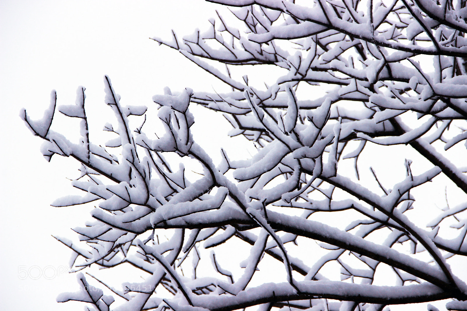 Canon EOS 600D (Rebel EOS T3i / EOS Kiss X5) sample photo. Snow tree. photography