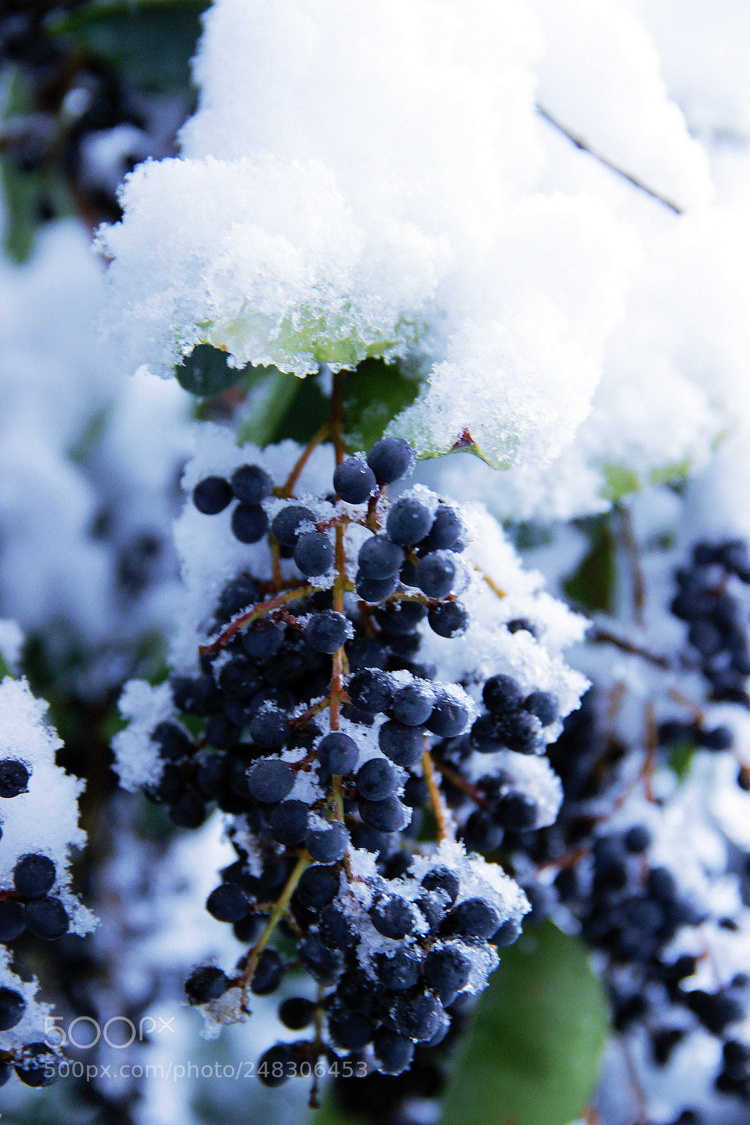Canon EOS 600D (Rebel EOS T3i / EOS Kiss X5) sample photo. Purple snow. photography