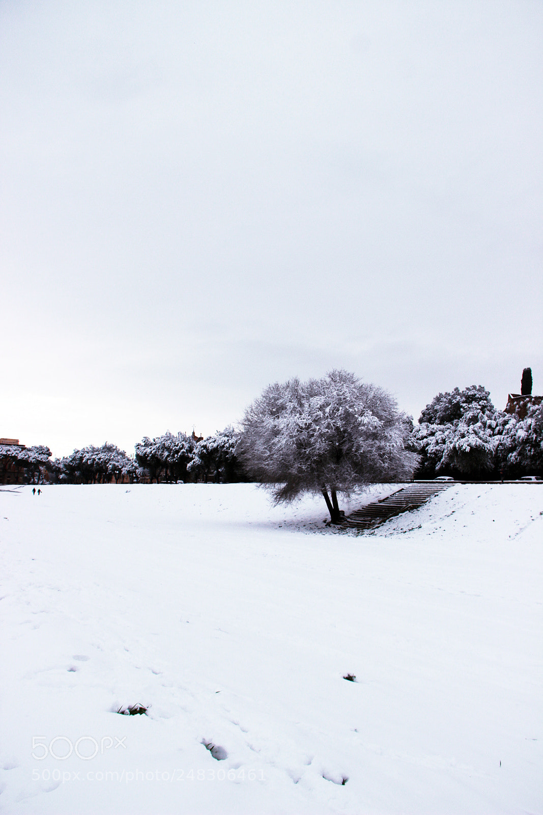 Canon EOS 600D (Rebel EOS T3i / EOS Kiss X5) sample photo. Circo massimo covered in photography
