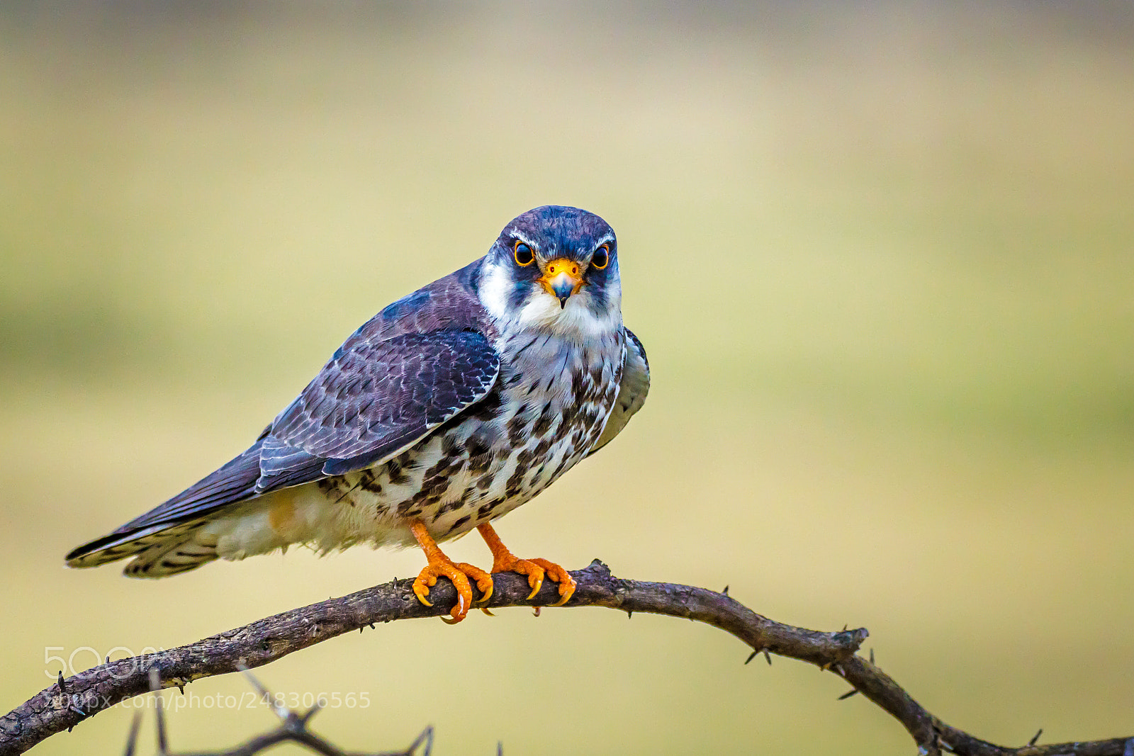 Canon EOS 60D sample photo. "amur  falcon - female" photography
