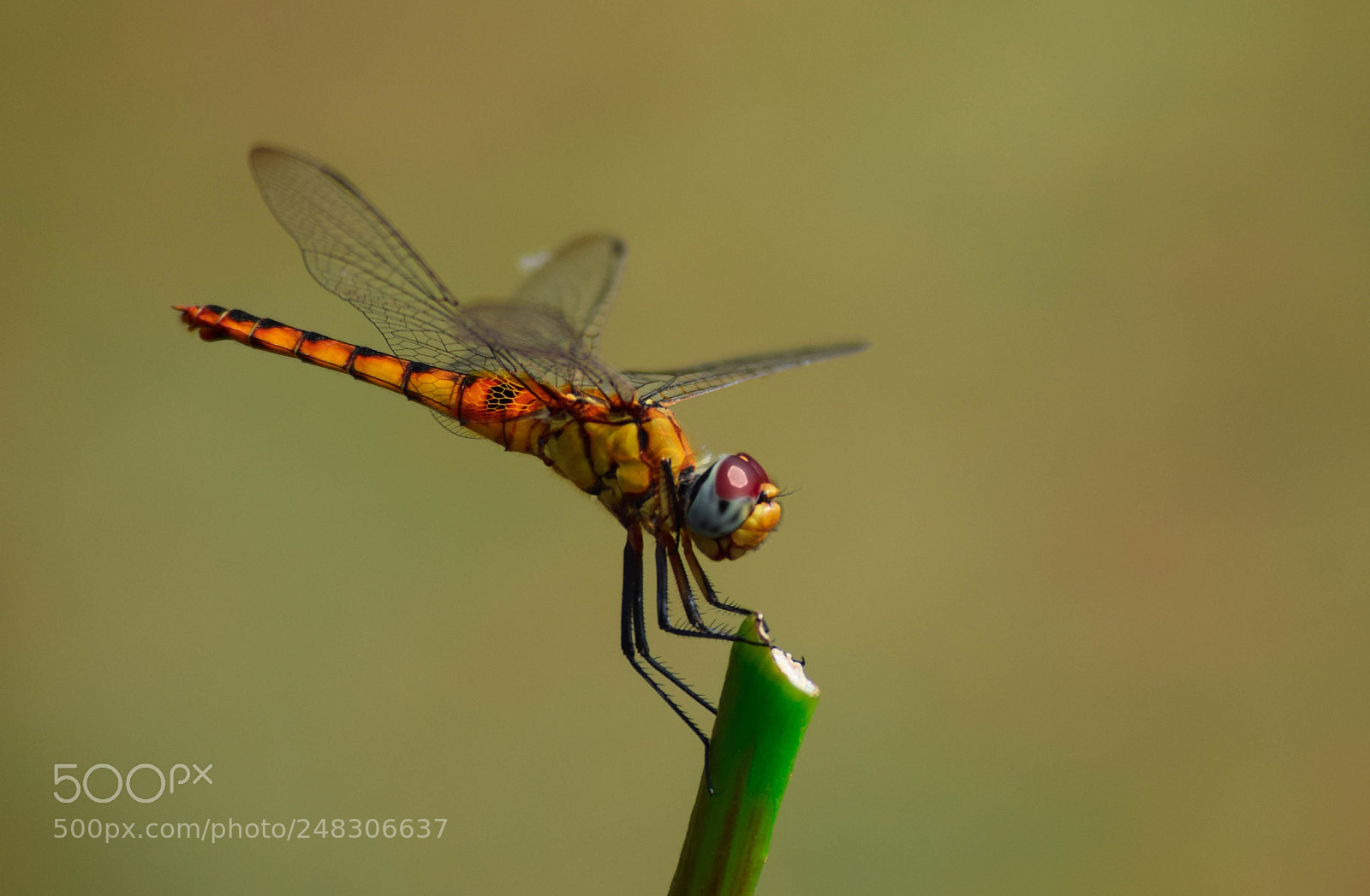 Nikon D5300 sample photo. Dragonfly photography