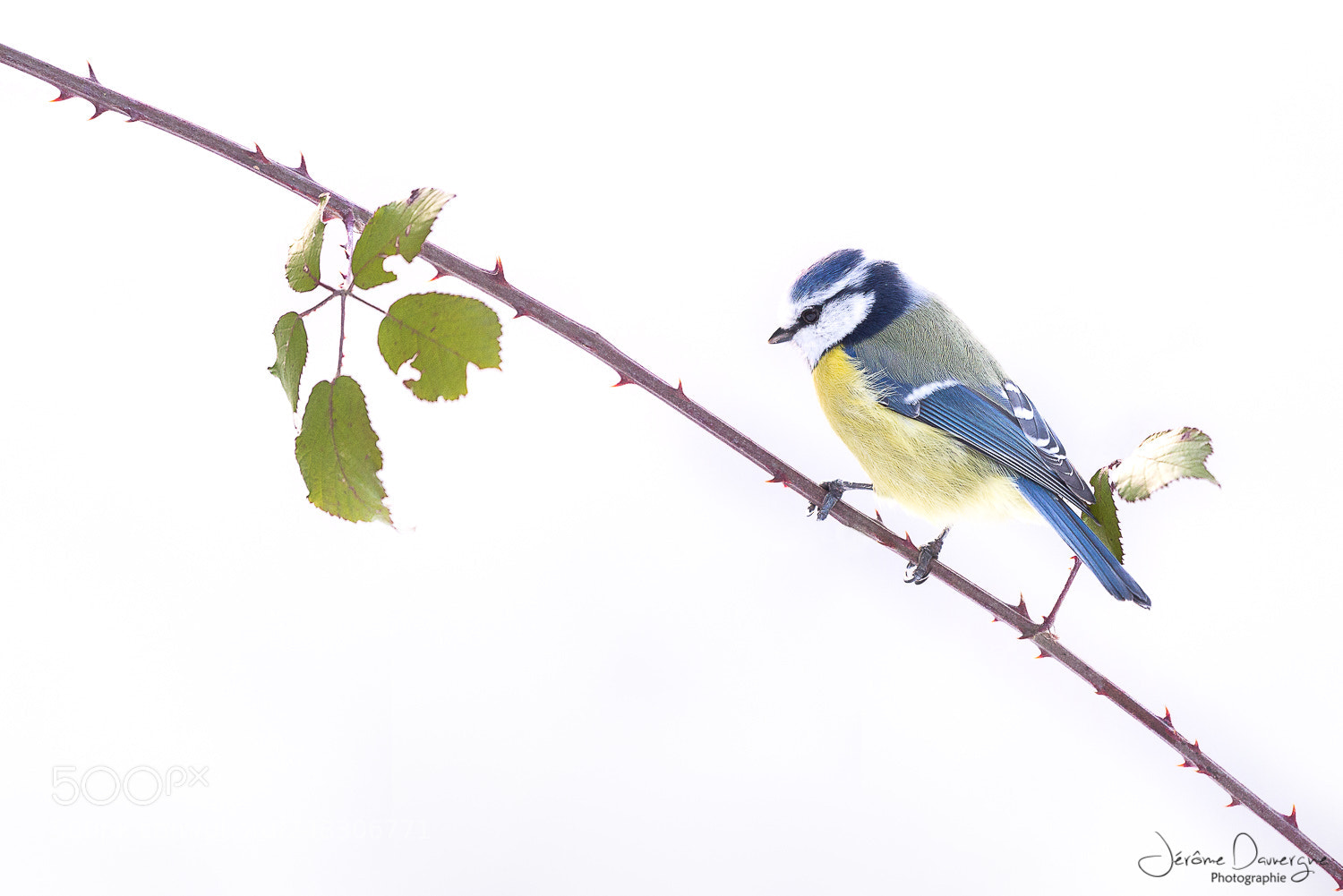 Nikon D610 sample photo. Little blue photography