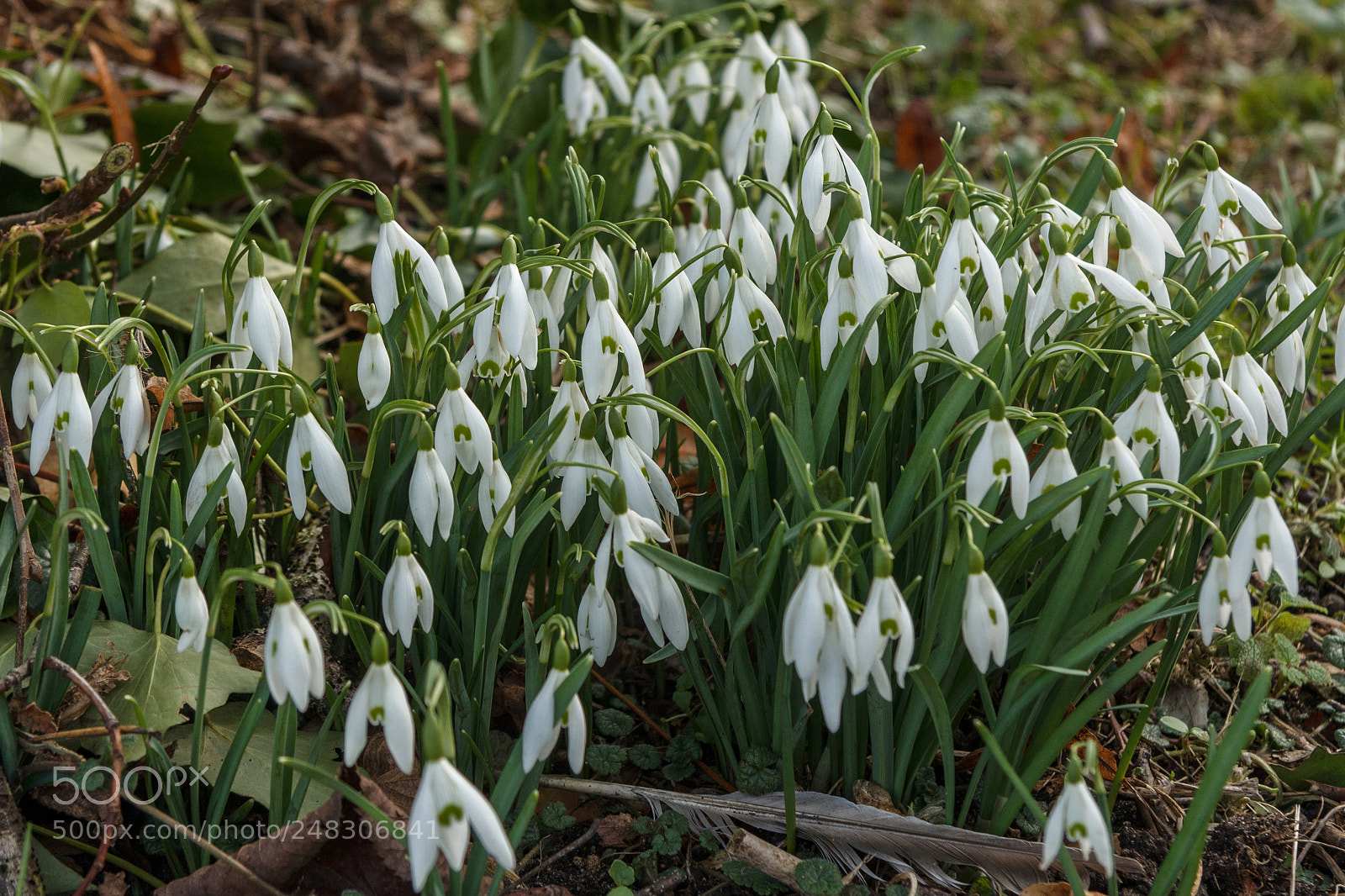 Canon EOS 1200D (EOS Rebel T5 / EOS Kiss X70 / EOS Hi) sample photo. Snowdrops photography
