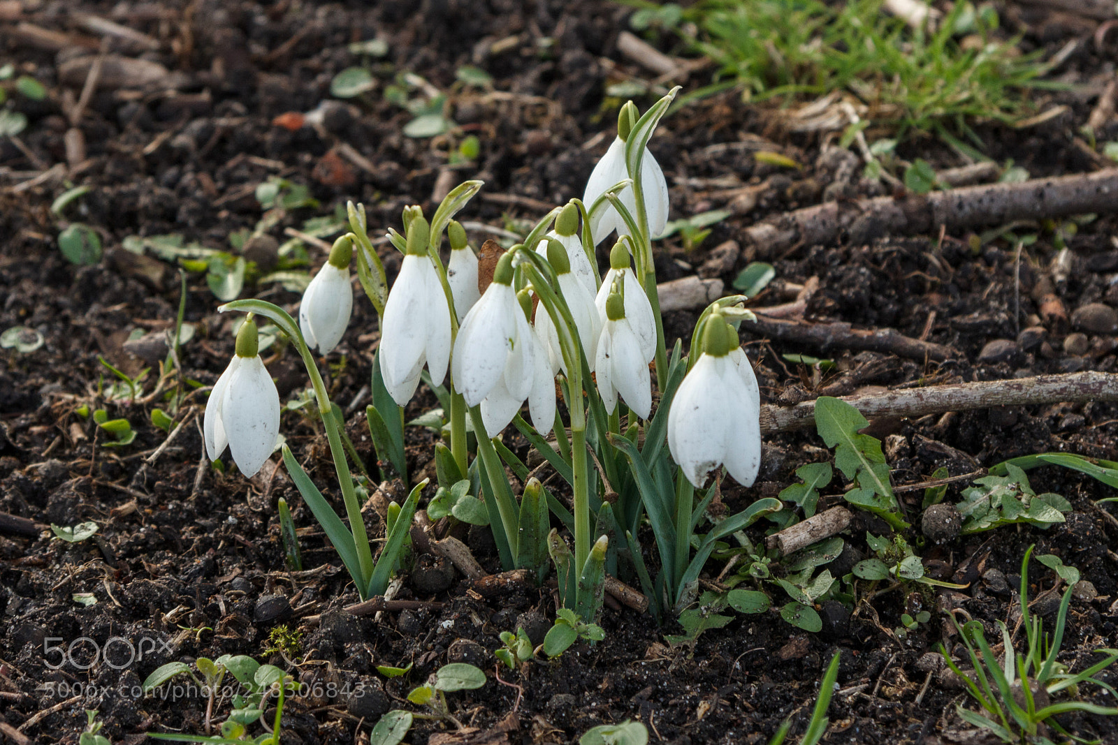 Canon EOS 1200D (EOS Rebel T5 / EOS Kiss X70 / EOS Hi) sample photo. Snowdrops photography
