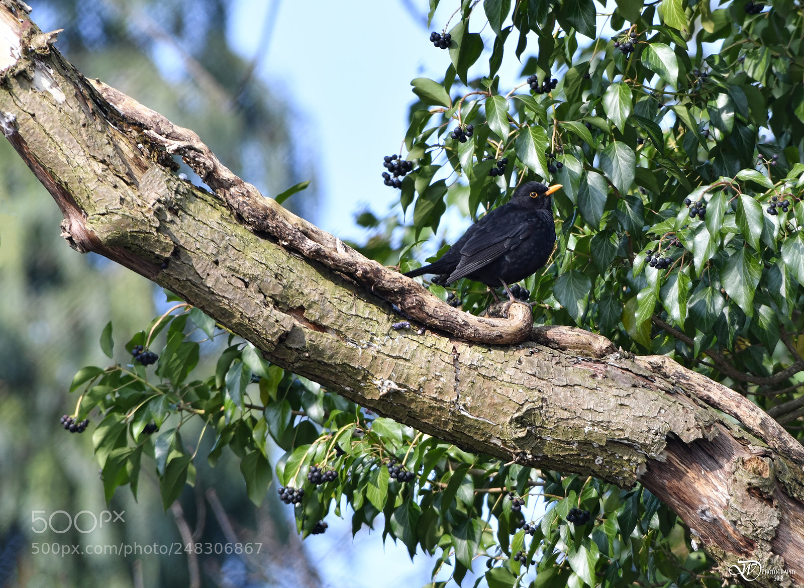 Nikon D500 sample photo. Blackbird photography