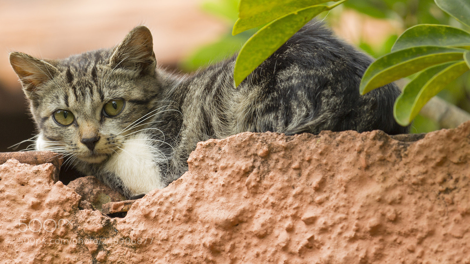 Canon EOS 700D (EOS Rebel T5i / EOS Kiss X7i) sample photo. Gato photography