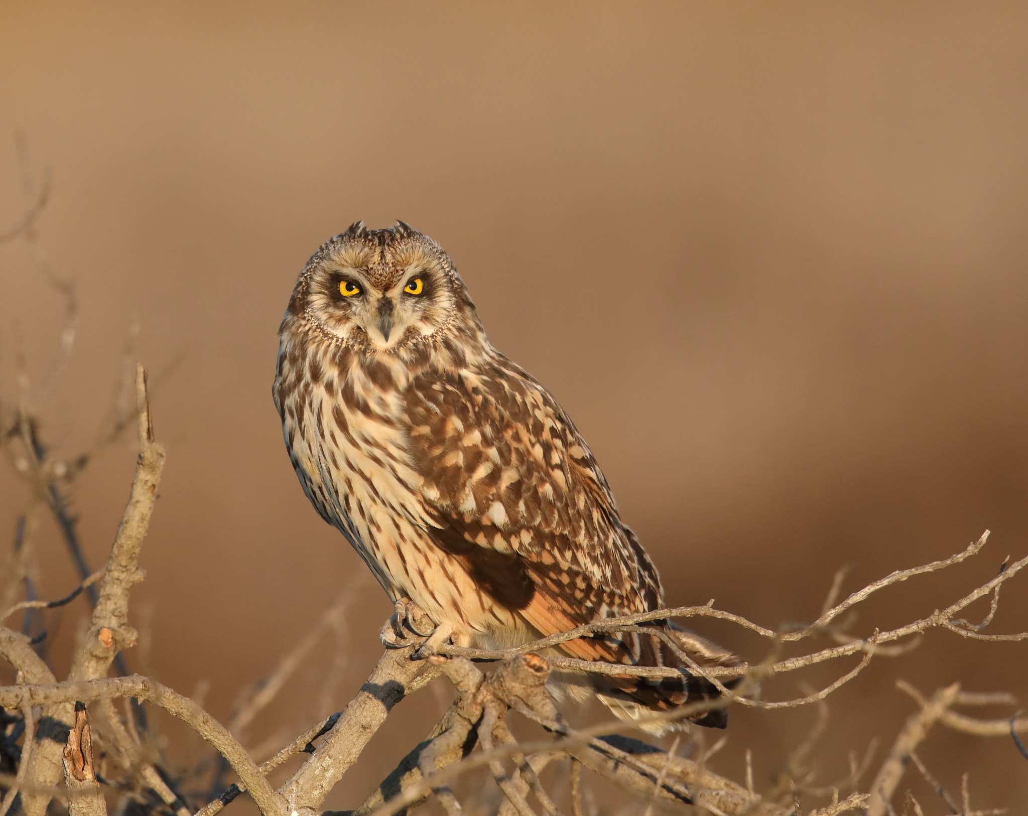 Canon EF 500mm F4L IS II USM sample photo. Short-eared owl photography