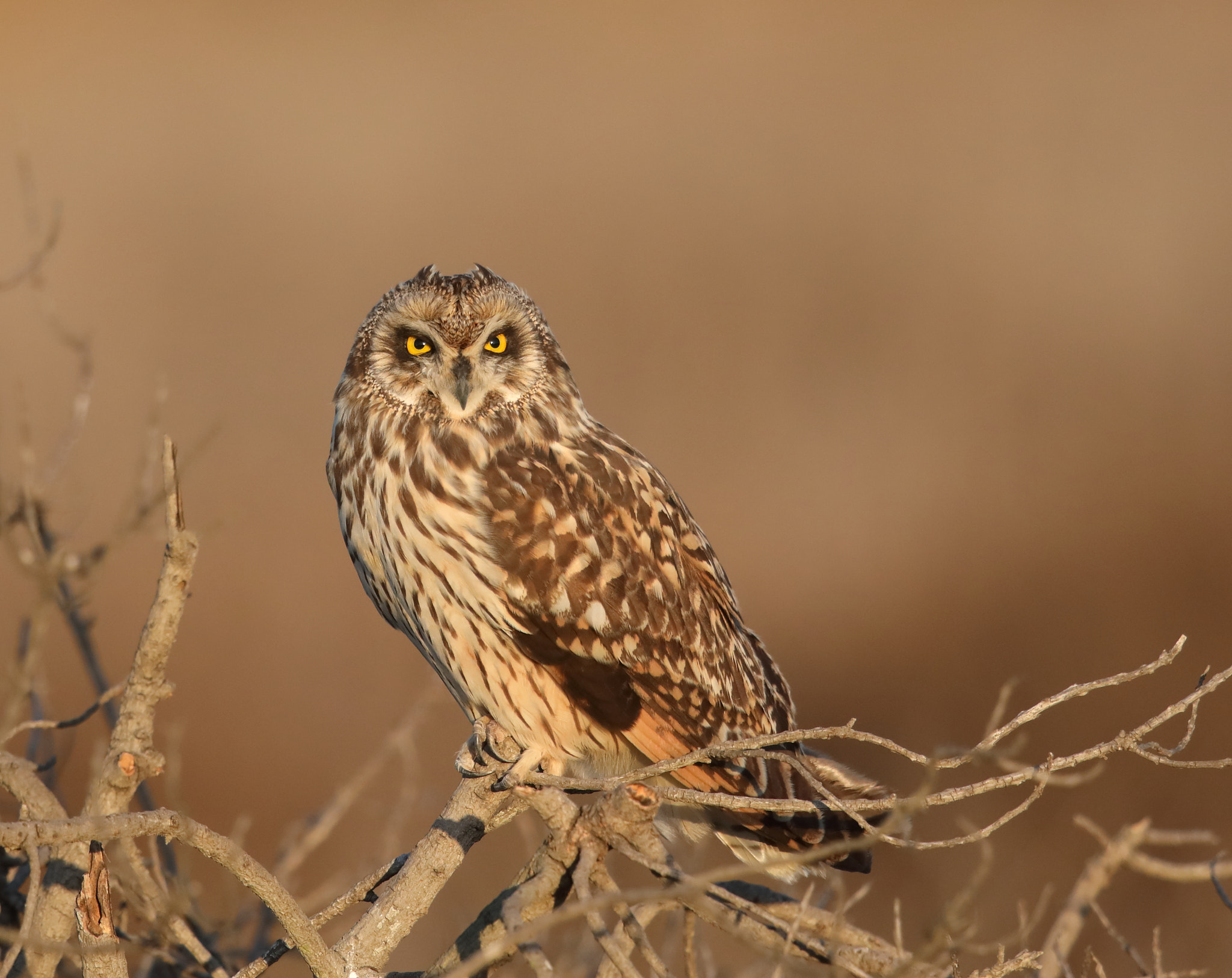 Canon EOS 5D Mark IV + Canon EF 500mm F4L IS II USM sample photo. Short-eared owl photography