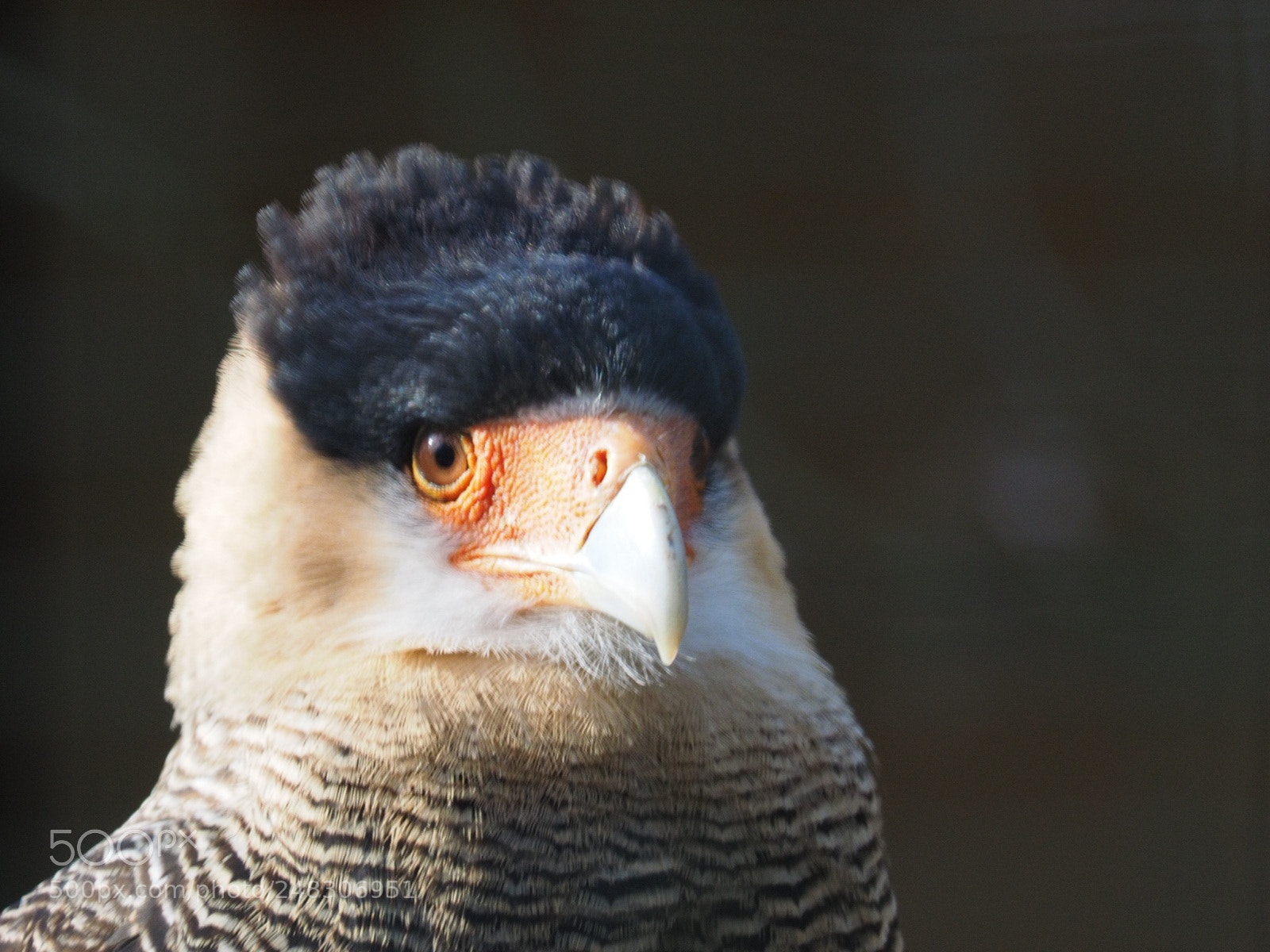Olympus OM-D E-M1 sample photo. Punk bird photography