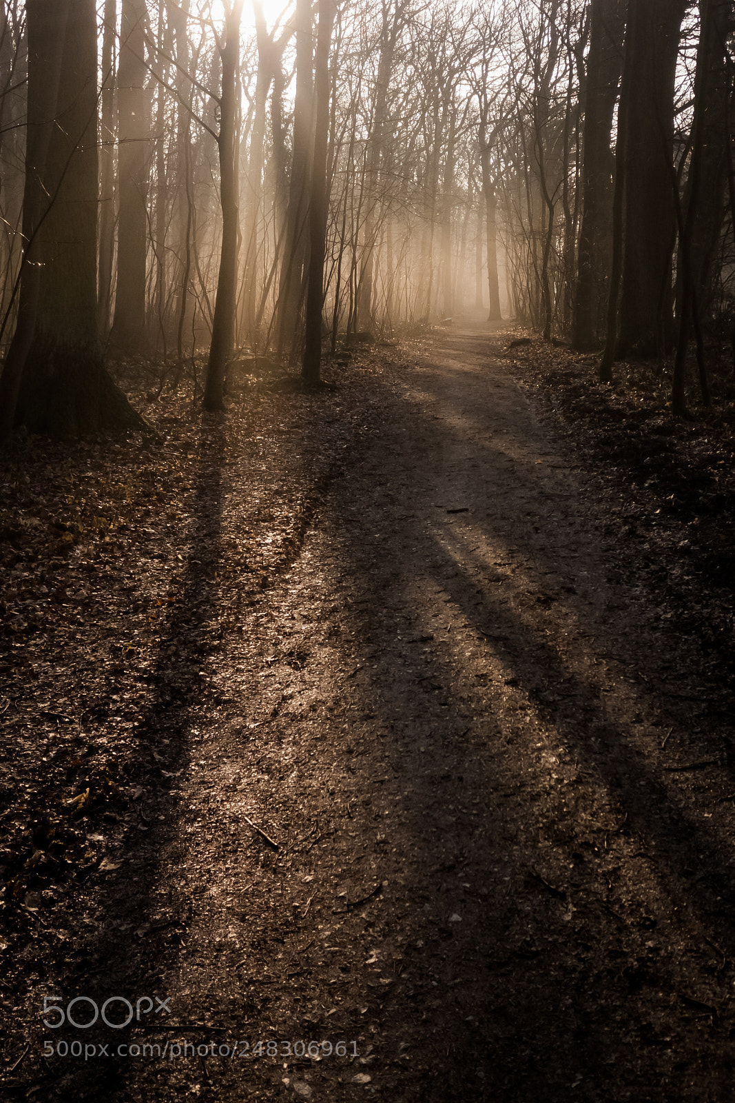 OnePlus A3003 sample photo. Misty morning in the photography