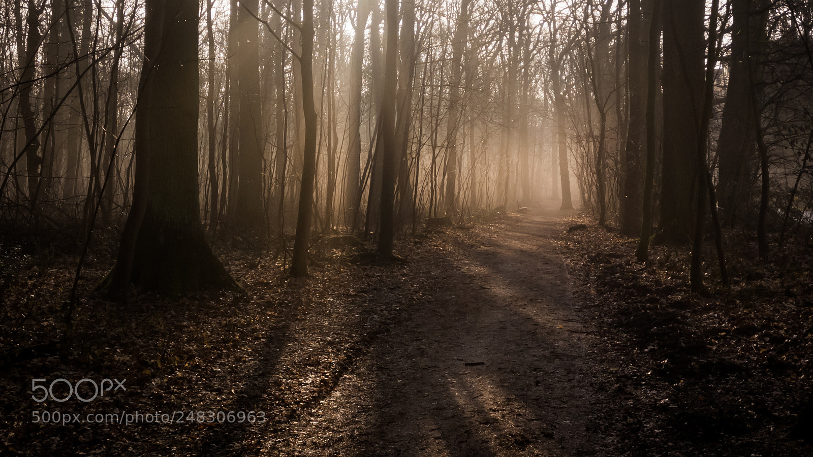 OnePlus A3003 sample photo. Misty morning in the photography