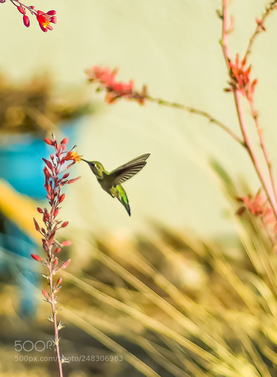Canon EOS 550D (EOS Rebel T2i / EOS Kiss X4) sample photo. Anna's hummingbird feeding from photography
