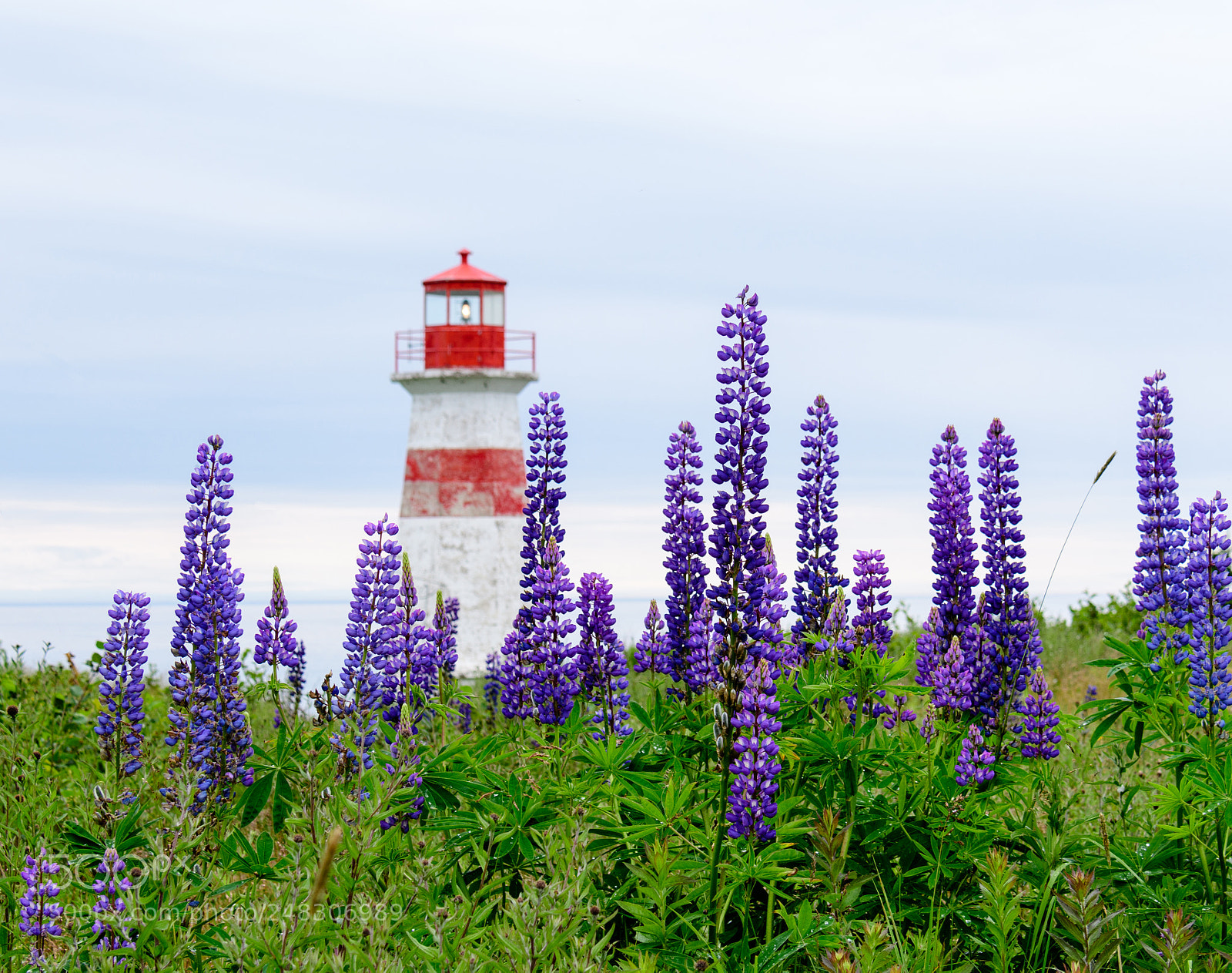 Nikon D500 sample photo. Lighthouse and lupins photography