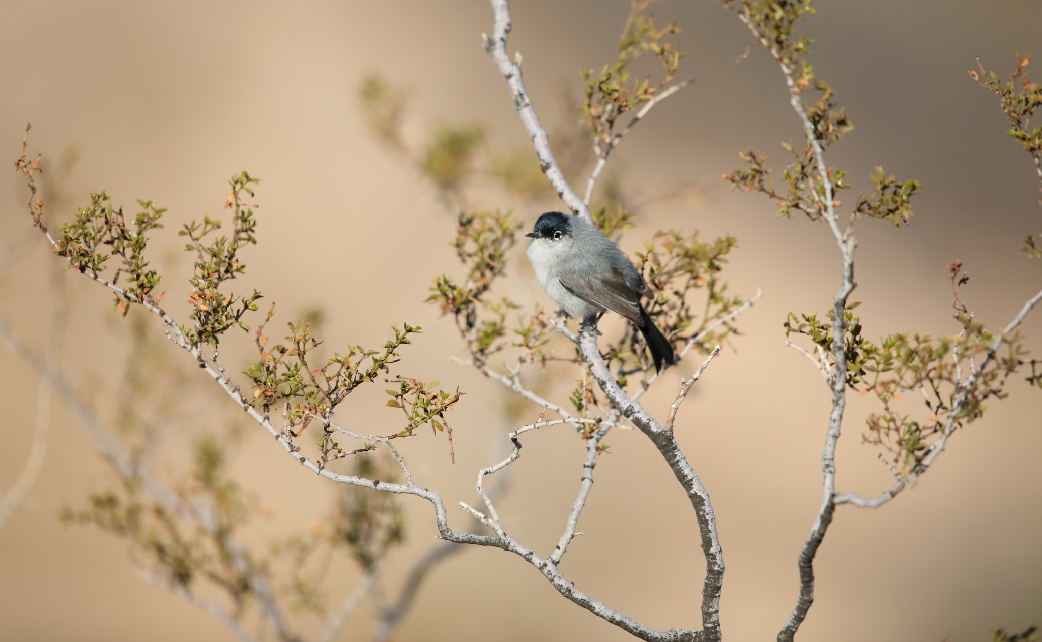 Canon EF 500mm F4L IS II USM sample photo. Black-tailed gnatcatcher photography