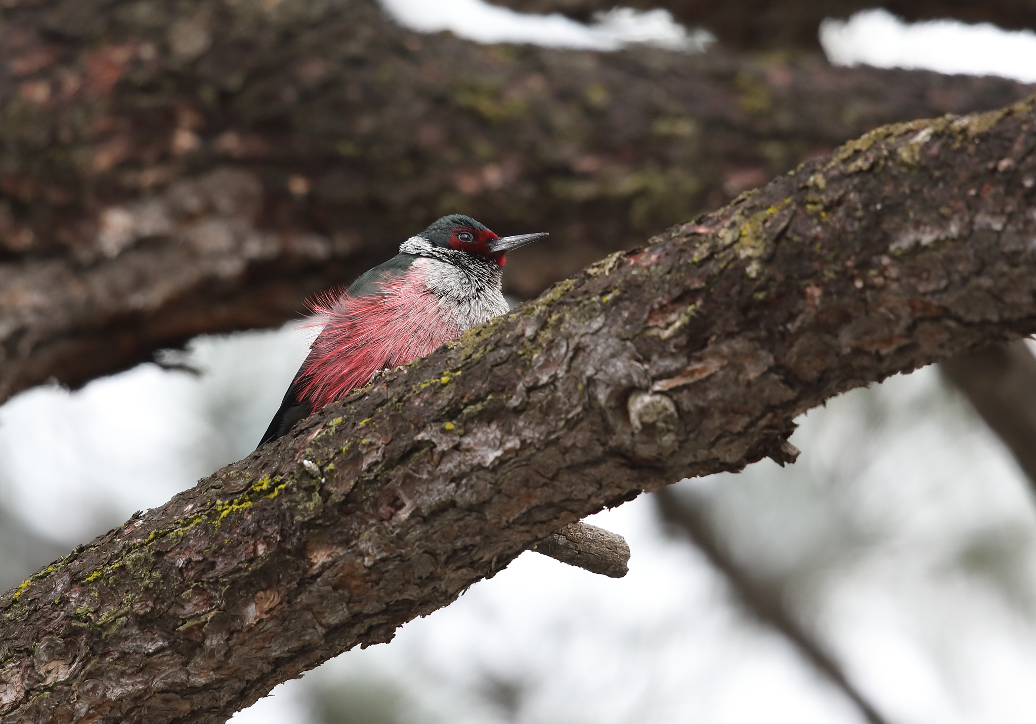 Canon EOS 5D Mark IV sample photo. Lewis's woodpecker photography