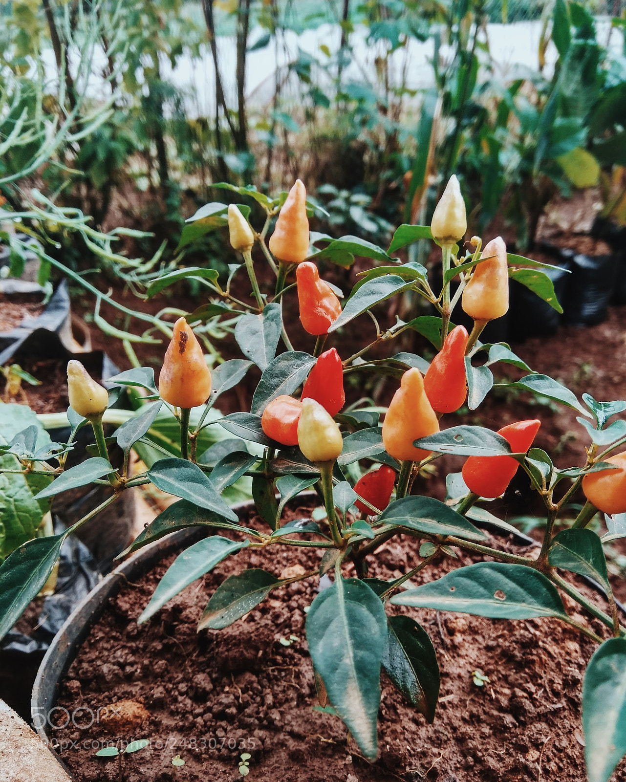 Xiaomi Redmi Note 4 sample photo. Plants photography