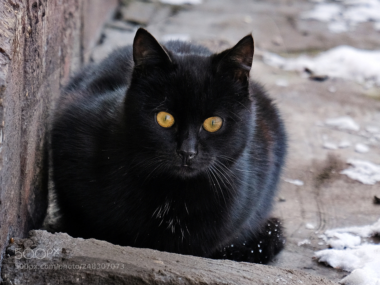 Fujifilm X-T20 sample photo. Watchful black cat photography