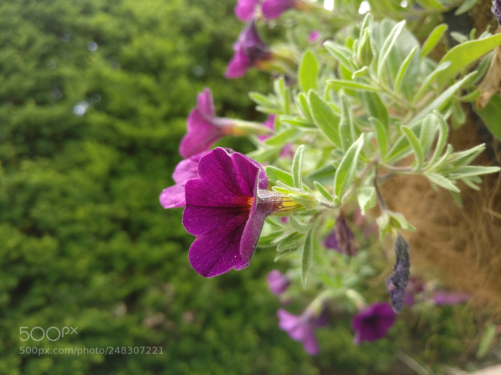 OnePlus A3000 sample photo. Petunia photography