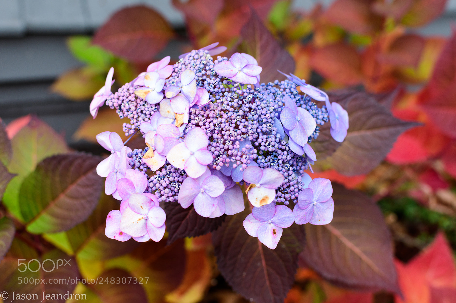 Nikon D500 sample photo. Fall flower photography
