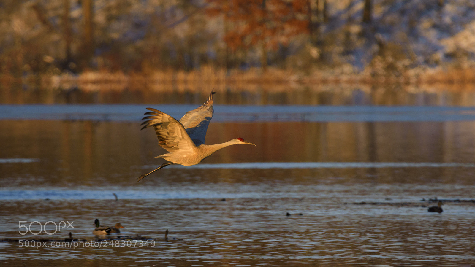 Nikon D7200 sample photo. In morning sunlight photography