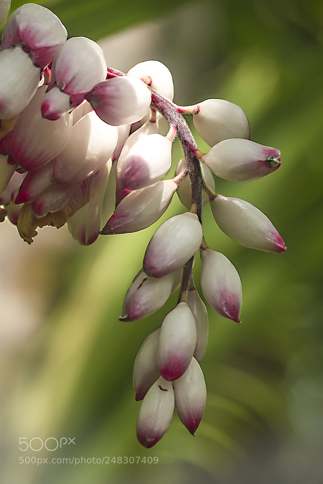 Canon EOS 50D sample photo. Beautiful natural arrangement photography