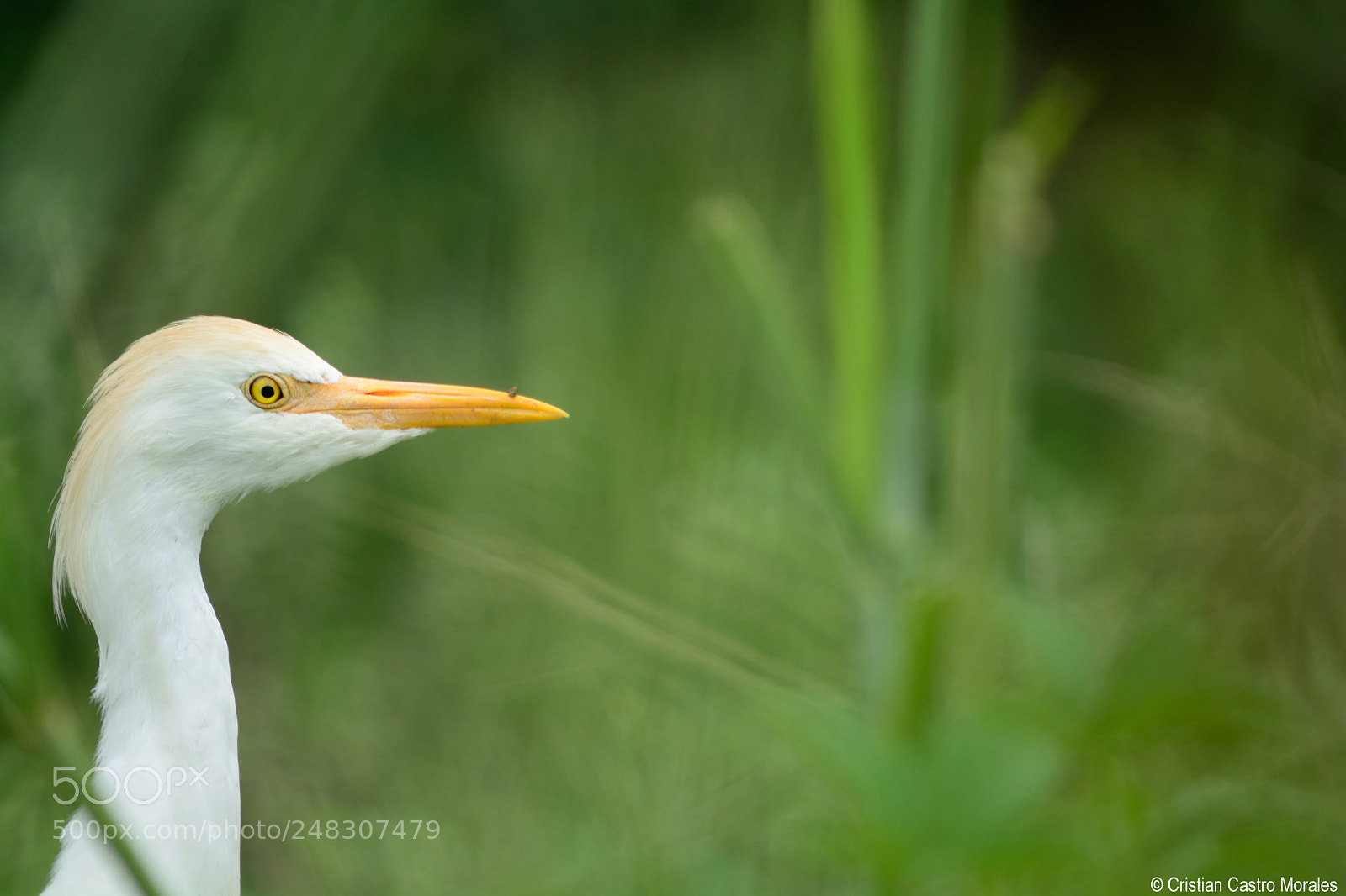 Nikon D7100 sample photo. Bubulcus ibis (cattle egret) photography