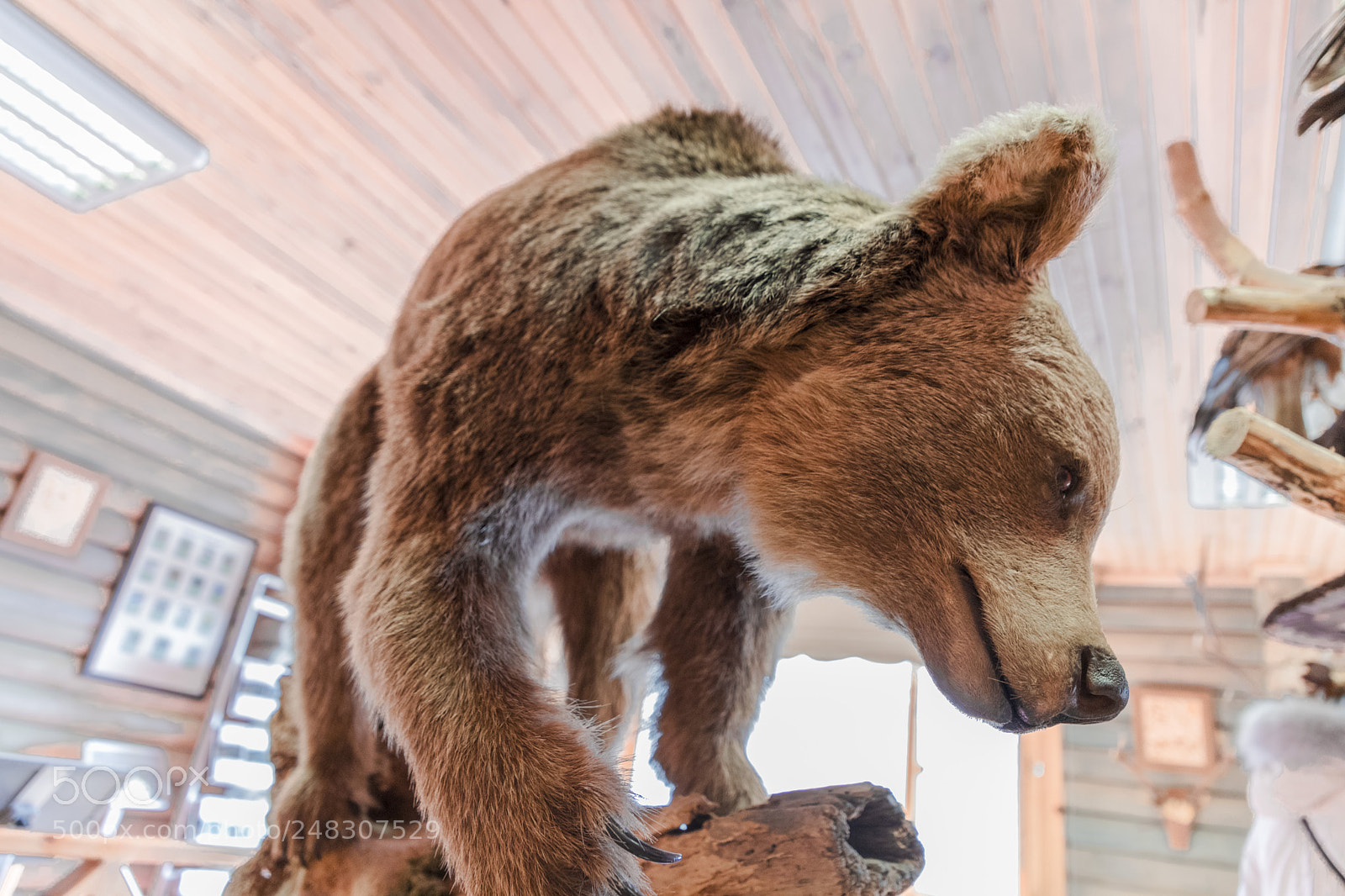Canon EOS 6D Mark II sample photo. Bear photography