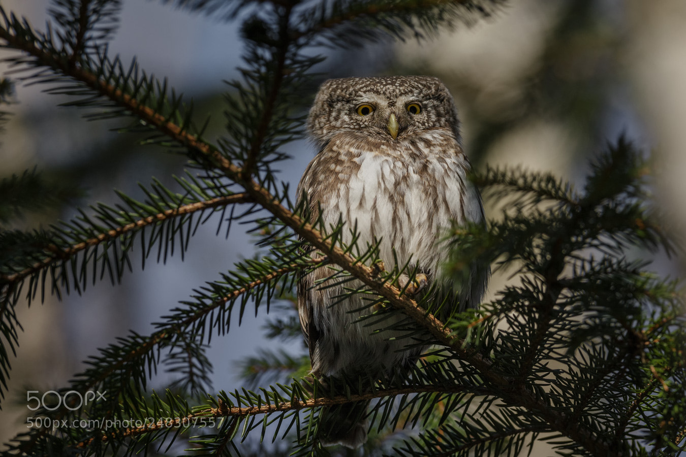 Canon EOS-1D X sample photo. Pygmy owl photography