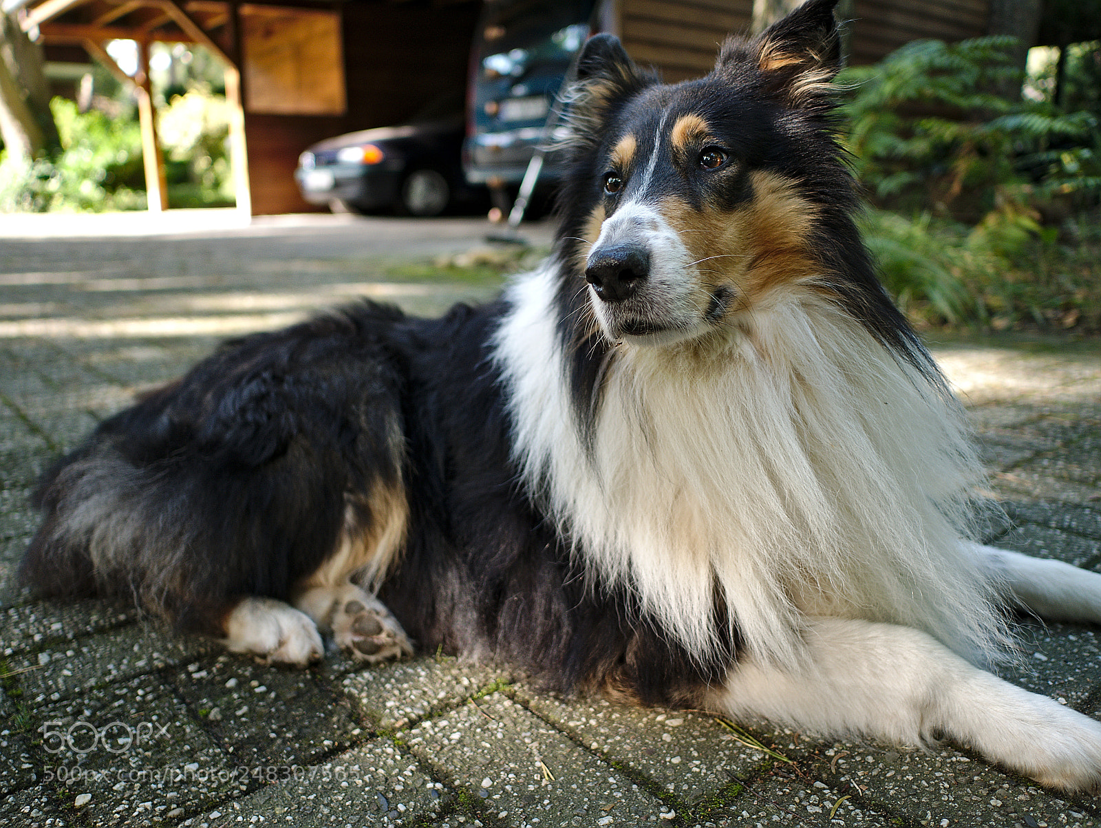 Panasonic Lumix DMC-GX7 sample photo. Watch out! who's coming? photography
