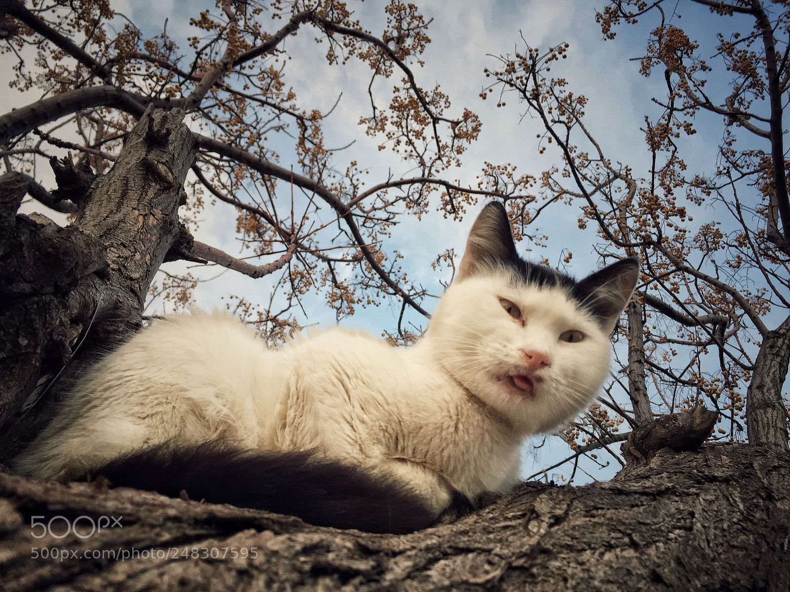 Apple iPhone 6 sample photo. Miyaw photography