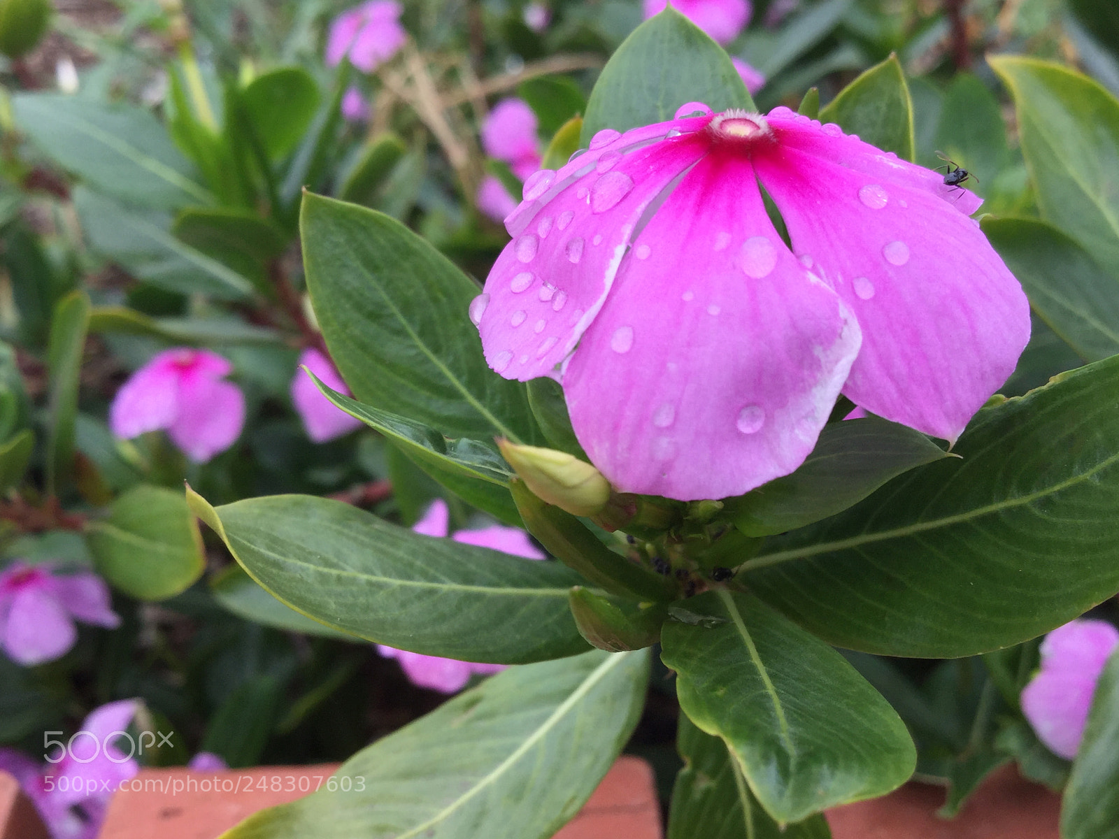 Apple iPad Air 2 sample photo. Untitled photography