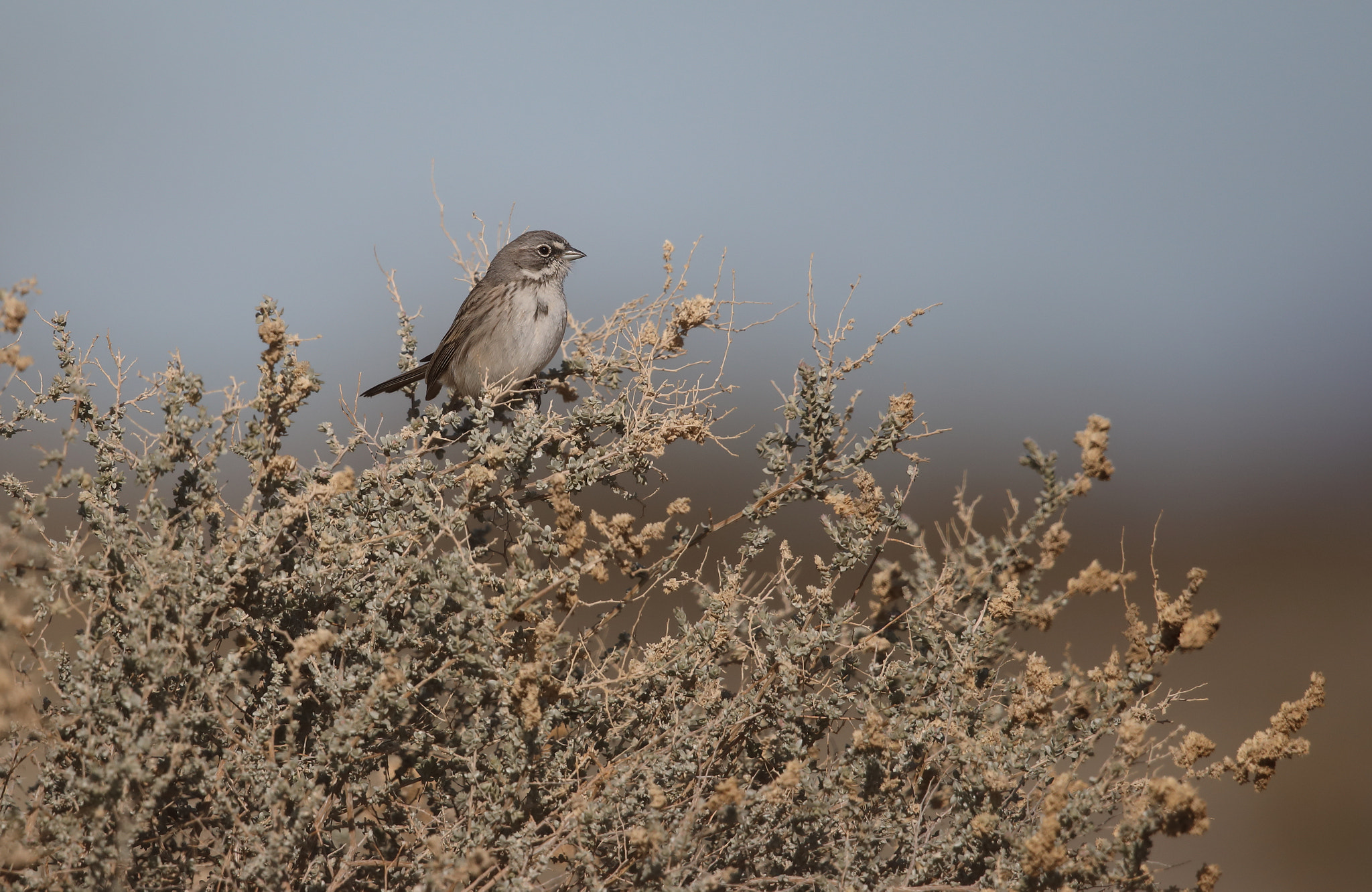 Canon EOS 5D Mark IV + Canon EF 500mm F4L IS II USM sample photo. Sagebrush sparrow photography