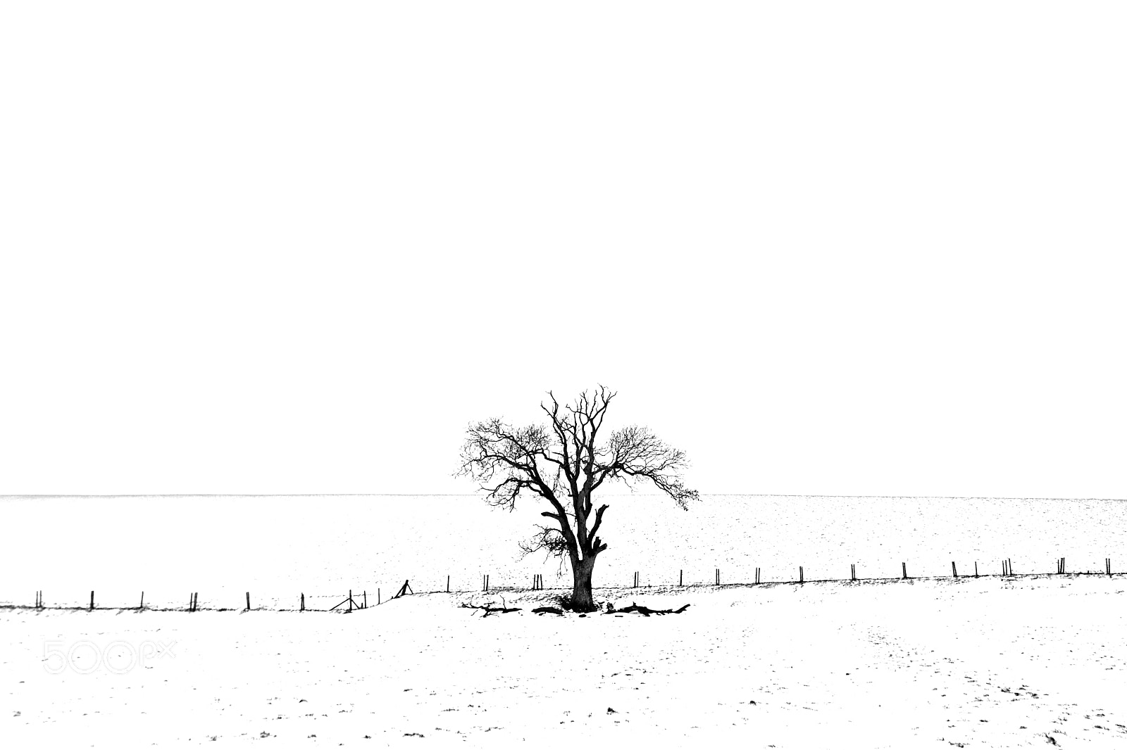 Sony DSC-R1 sample photo. Tree in snow photography