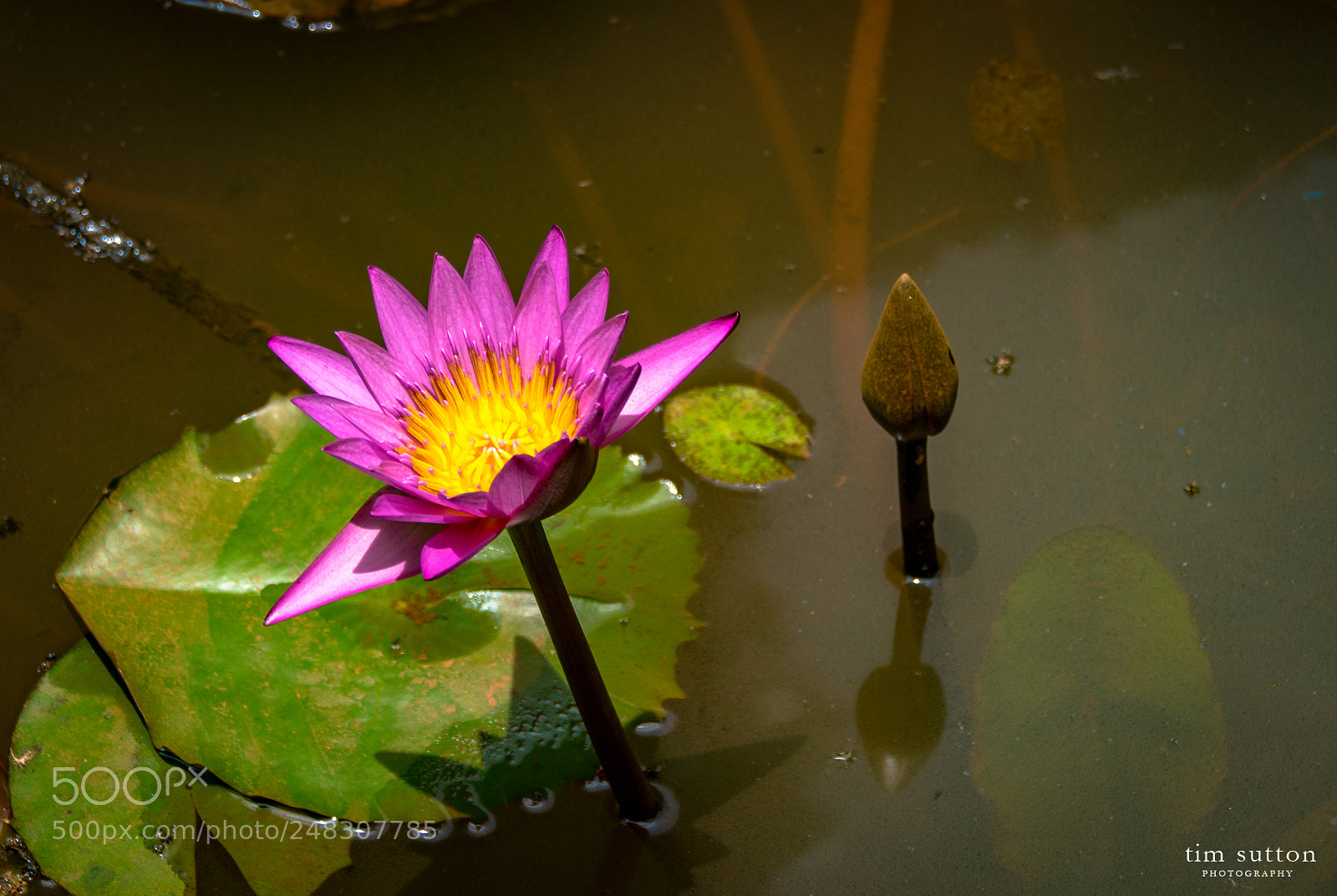 Sony ILCA-77M2 sample photo. Water lily on san photography