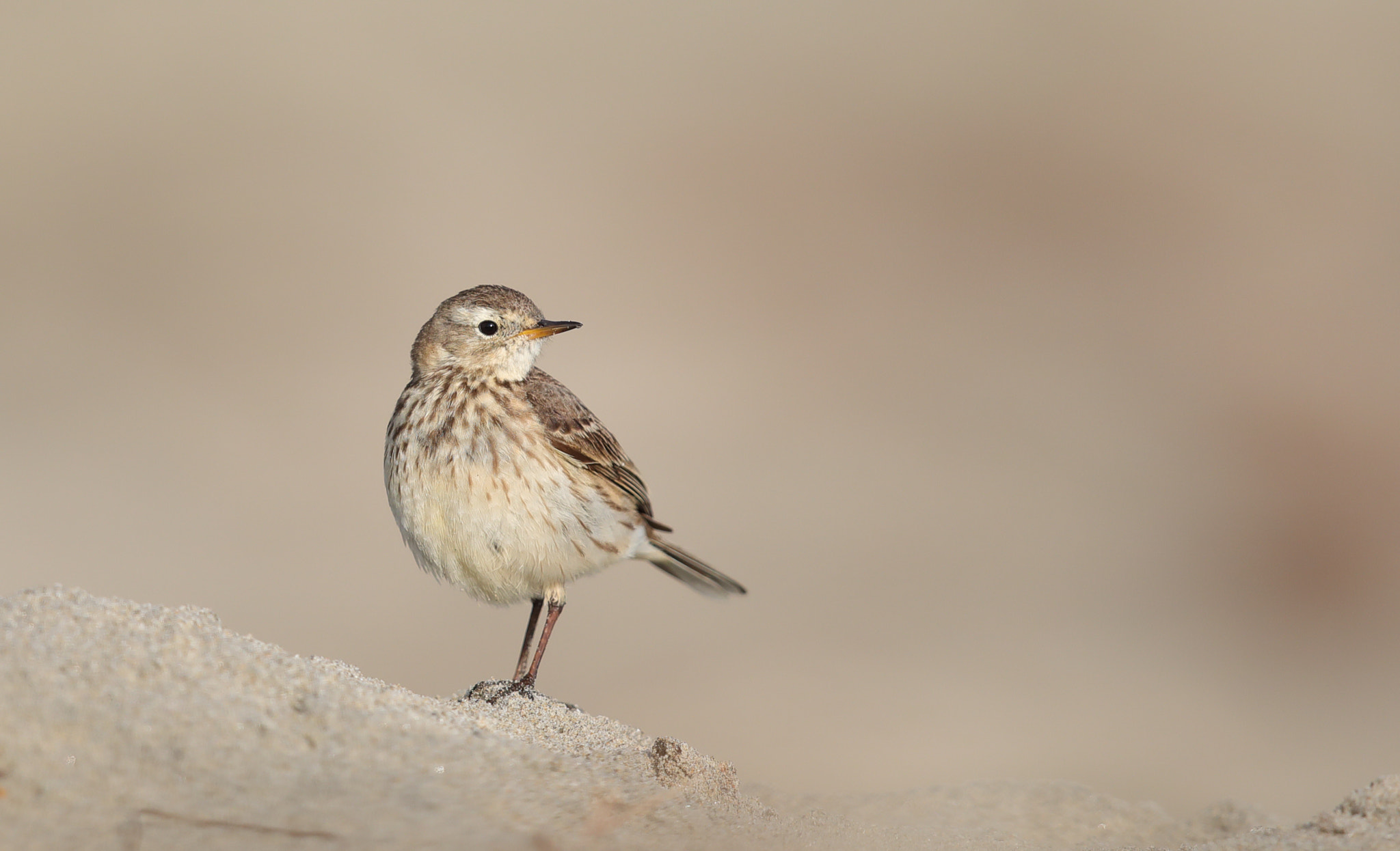 Canon EOS 5D Mark IV + Canon EF 500mm F4L IS II USM sample photo. American pipit photography