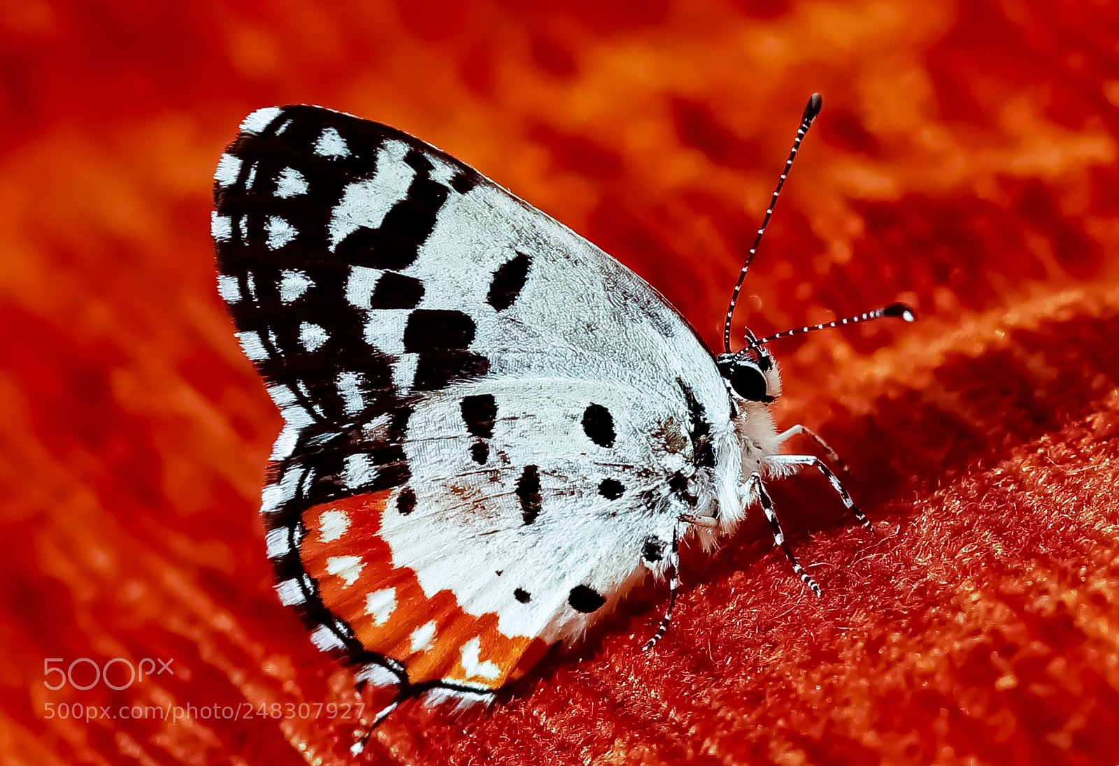 Canon EOS 80D sample photo. World of tiny creatures photography
