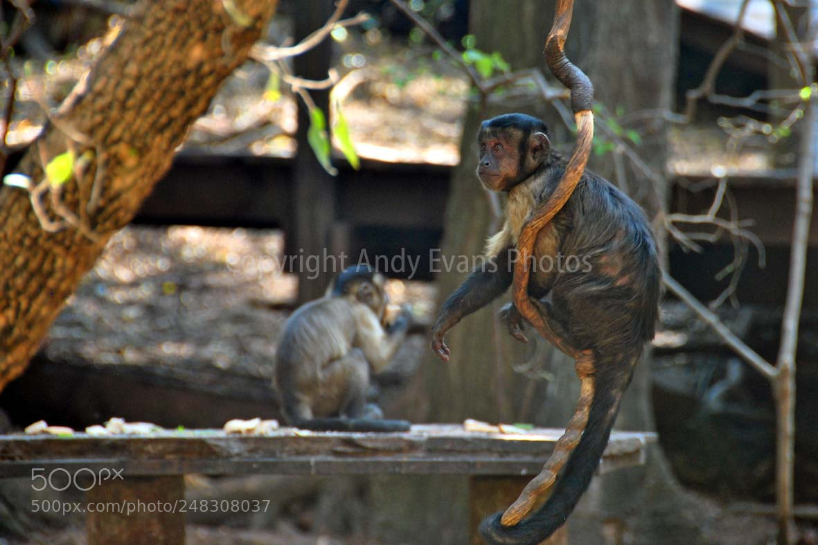 Nikon D3000 sample photo. Capuchin monkey cebus olivaceus photography