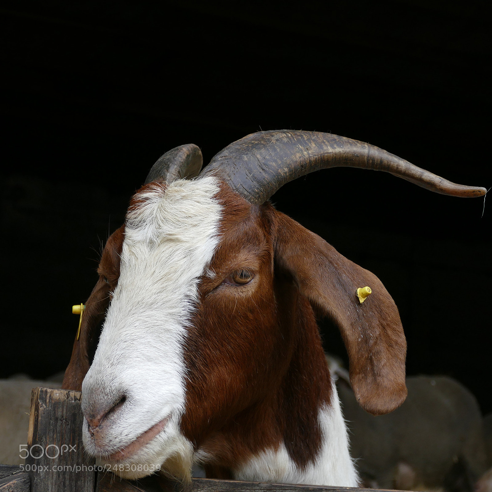 Panasonic Lumix DMC-FZ1000 sample photo. Goat - ziege photography