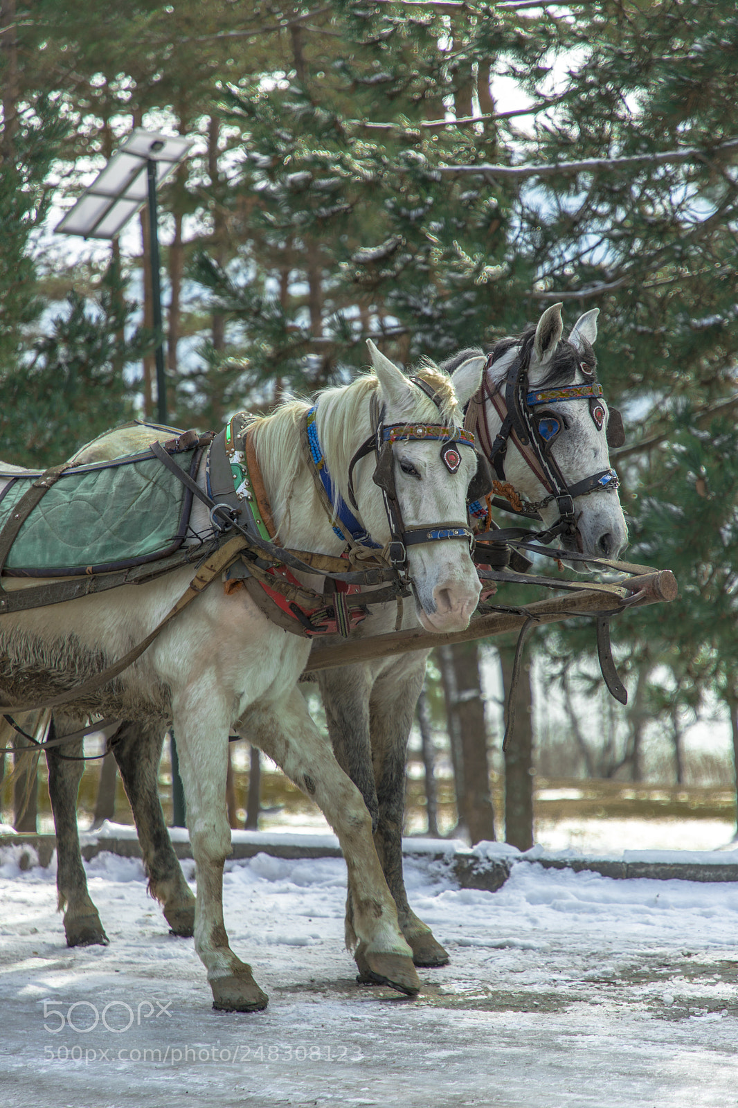 Canon EOS 6D Mark II sample photo. Horses photography