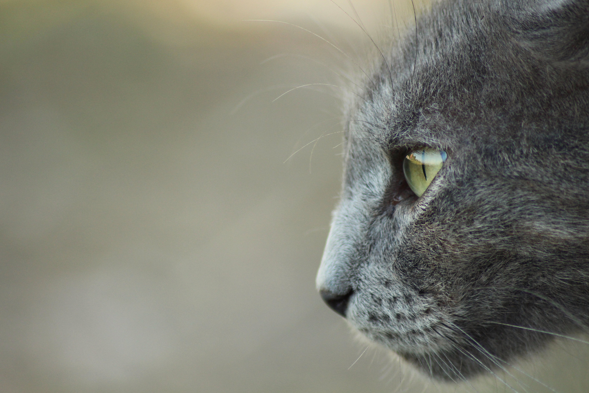 Canon EOS 650D (EOS Rebel T4i / EOS Kiss X6i) sample photo. Cat love photography